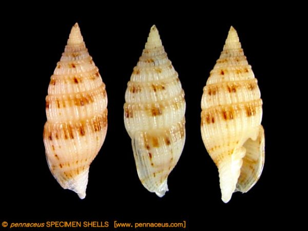 Vexillum