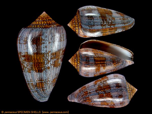 Conus