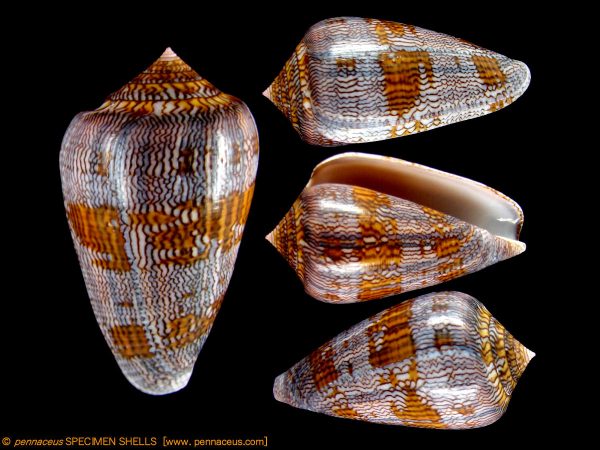 Conus
