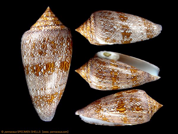 Conus