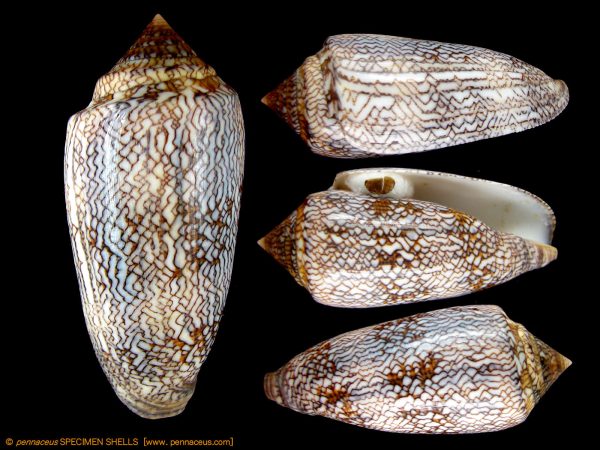 Conus