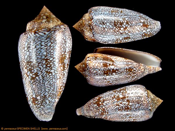 Conus