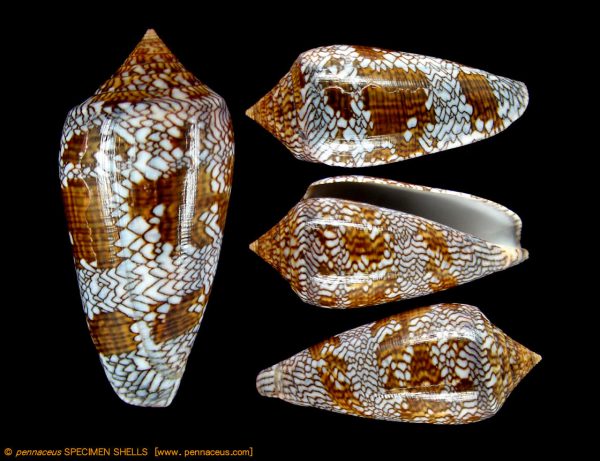 Conus