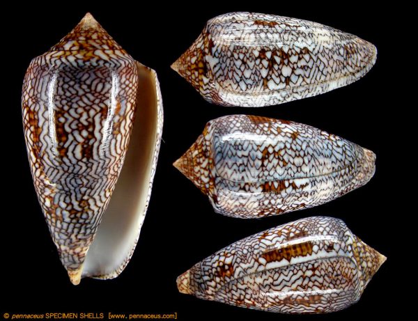 Conus