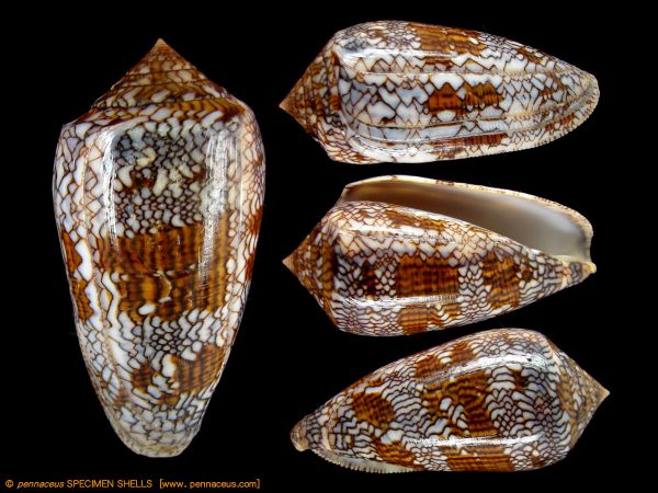 Conus