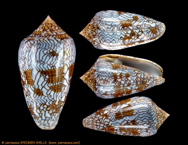 Conus