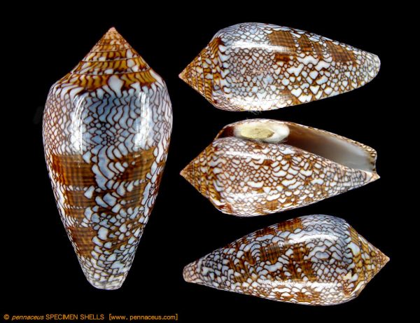 Conus