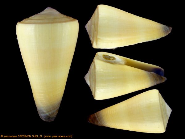 Conus