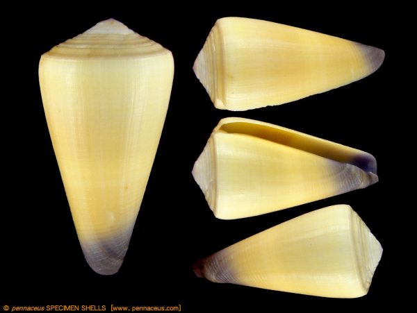 Conus
