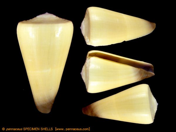 Conus