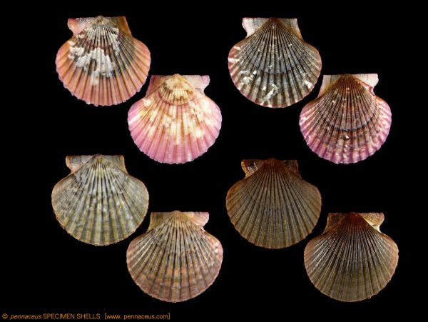 Aequipecten flabellum (Gmelin, 1791) - diag  47,2-47,8mm
