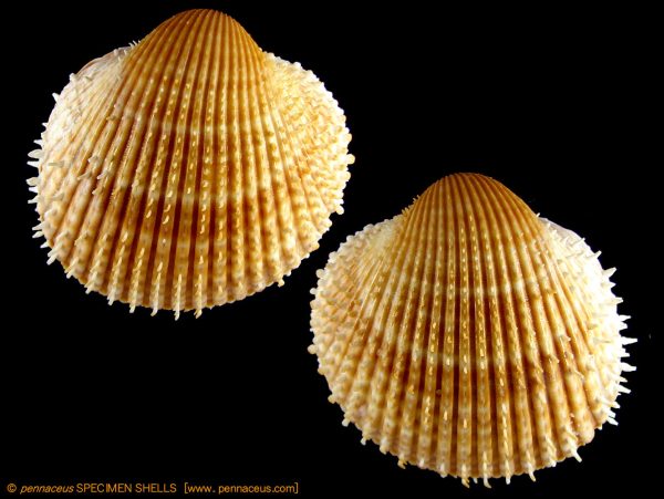 Acanthocardia