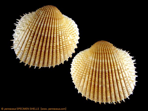 Acanthocardia