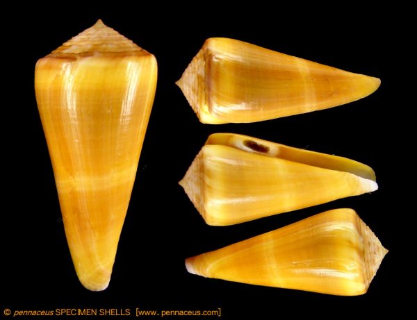 Conus