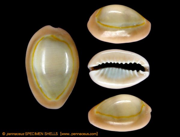 Cypraea