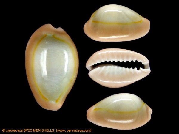 Cypraea