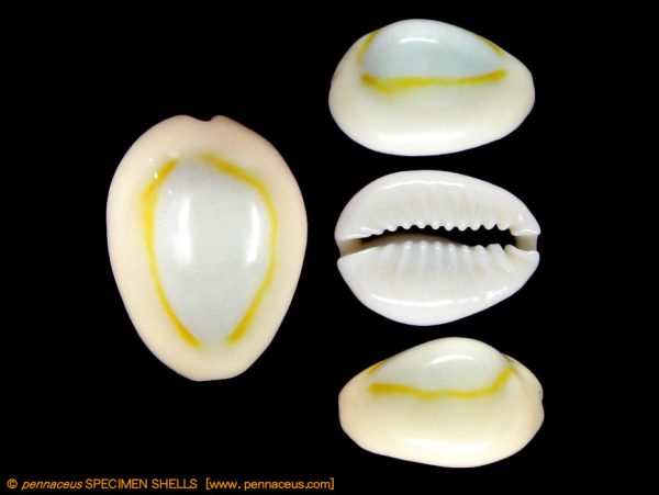 Cypraea