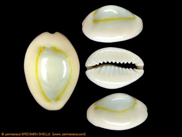 Cypraea
