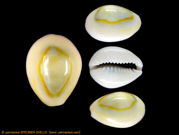 Cypraea