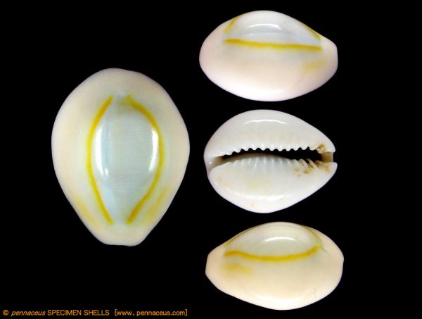 Cypraea