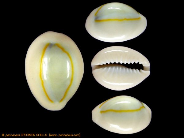 Cypraea