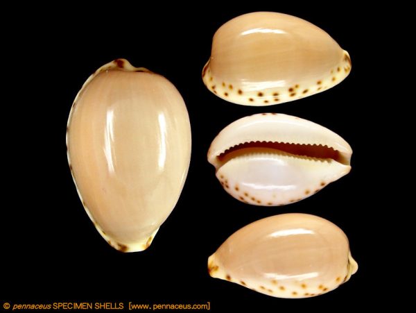 Cypraea