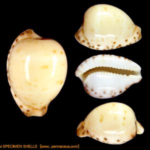 Cypraea