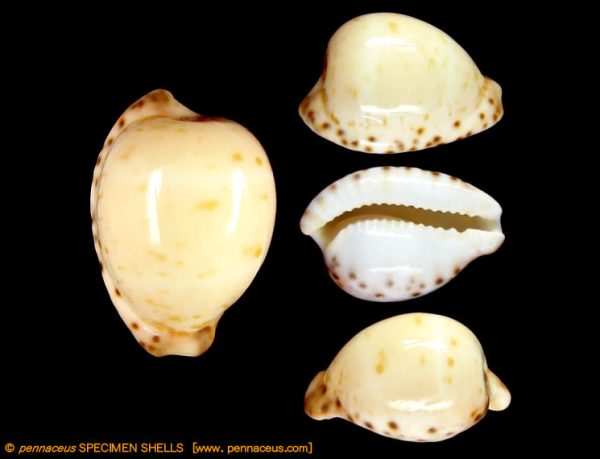 Cypraea