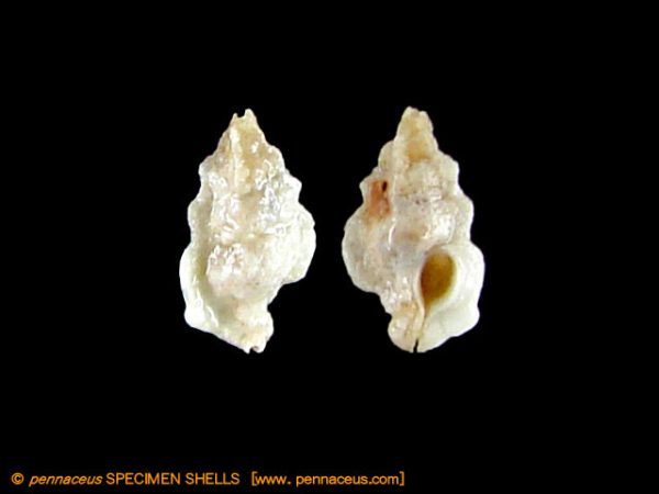 Aspella