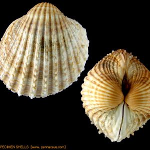 Acanthocardia