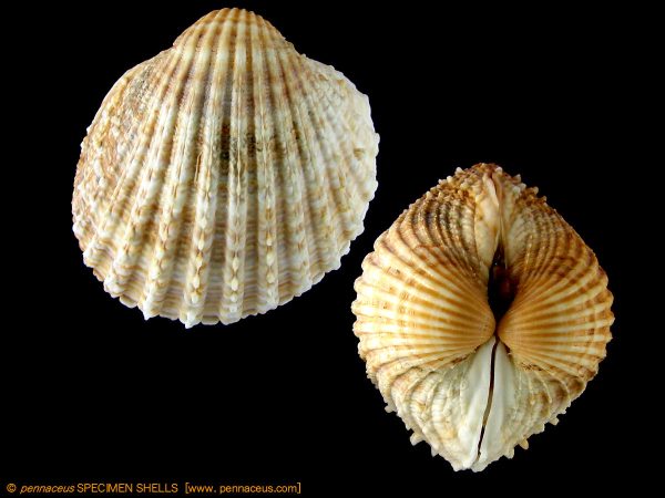 Acanthocardia