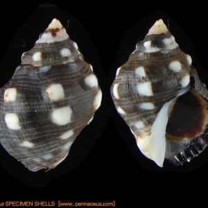 Acanthina