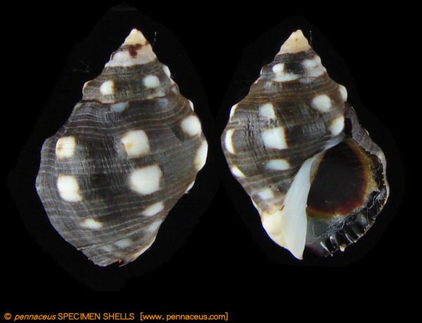 Acanthina