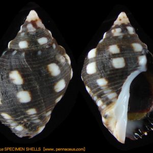 Acanthina
