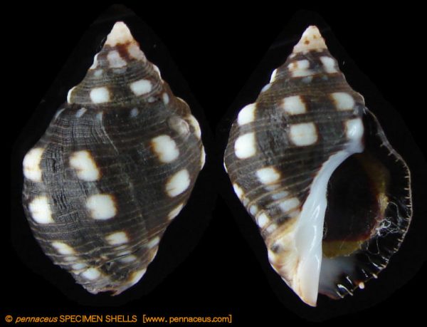 Acanthina