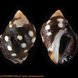 Acanthina