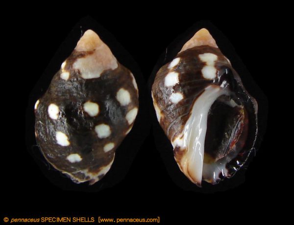 Acanthina