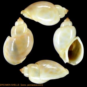 Zemiropsis