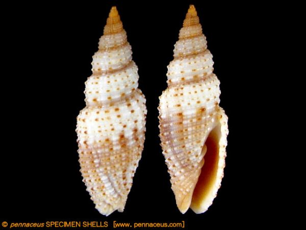 Ziba