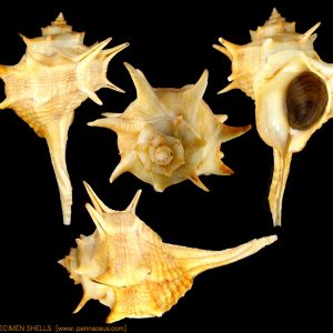 Bolinus