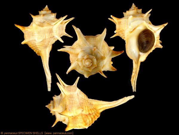 Bolinus