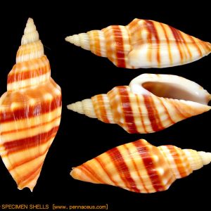 Callipara (Simililyria)