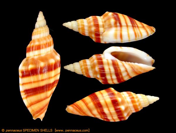 Callipara (Simililyria)