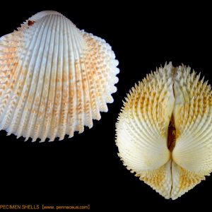Acanthocardia