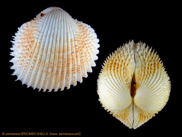 Acanthocardia