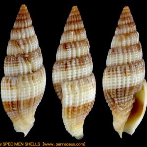 Vexillum