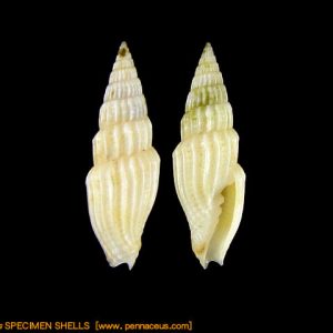 Vexillum