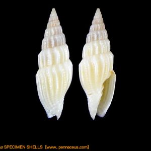 Vexillum