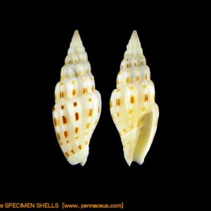 Vexillum
