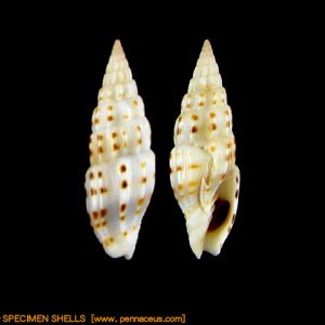 Vexillum